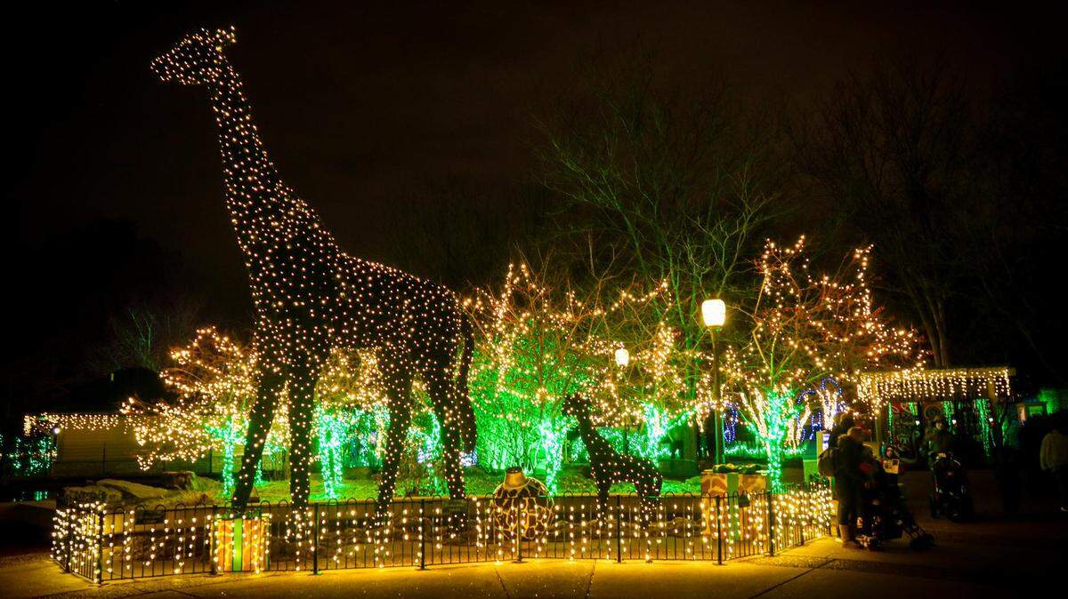 Wild Lights returns to the Saint Louis Zoo starting Friday, Nov. 24. The evening events take place on select nights through Saturday, Dec. 30. For more info, visit www.stlzoo.org/wildlights.