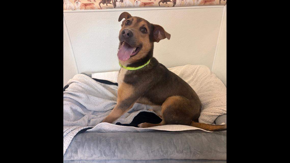 Hudson is a 2-year-old, 44-pound dog listed as a shepherd mix at the Belleville Area Humane Society.