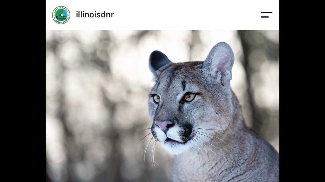 Multiple sightings of a mountain lion confirmed in southern Illinois. What we know