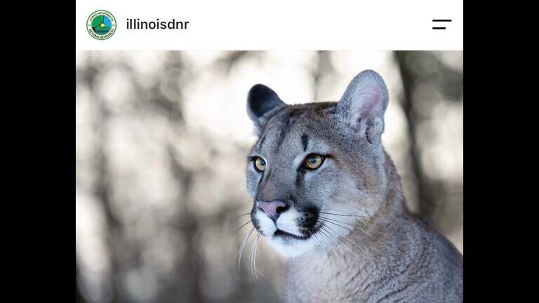 Multiple sightings of a mountain lion confirmed in southern Illinois. What we know