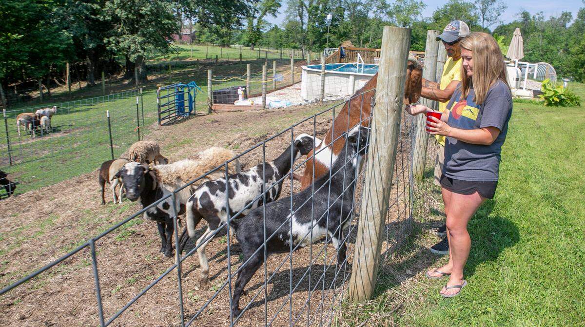 Amanda and Tillo Agne, owners of T3 Farm in rural Belleville, get attention from their two goats and several of their hair sheep on Wednesday.