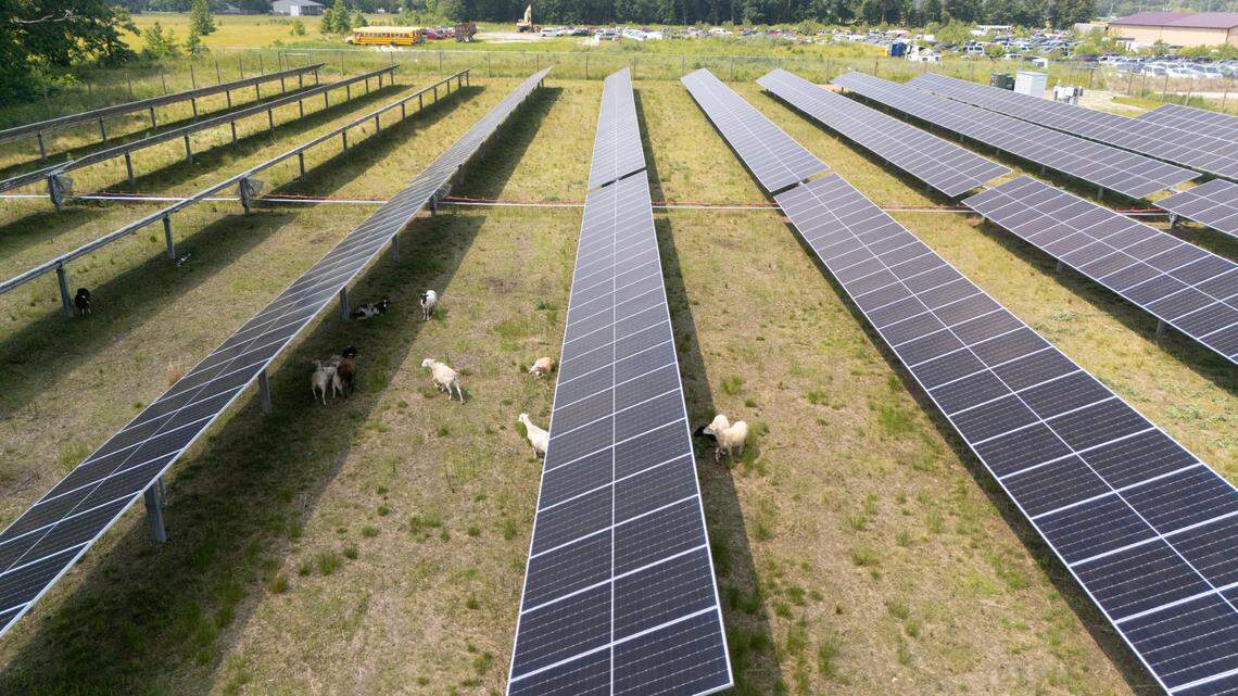 Drone photo showing sheep traversing the underside of solar panels in search of pasture to graze. Managed sheep grazing under solar panels keeps vegetation low without chemicals and boosts local finances.
