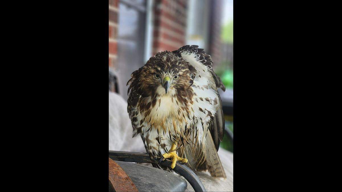 The Cooper’s hawk holds on to a chair with its one leg on July 16, 2024. Ryan McCann was unsure if the hawk lost its leg when it got stuck in the fence during the flood or sometime before in a different incident.