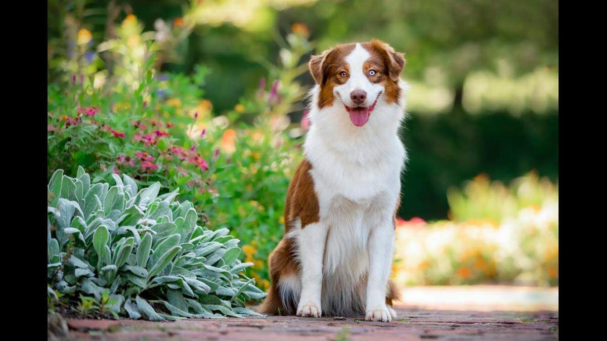 This cute pup, Fiesta, did not move into the contest’s third round, but here’s how to vote for the three remaining contestants.
