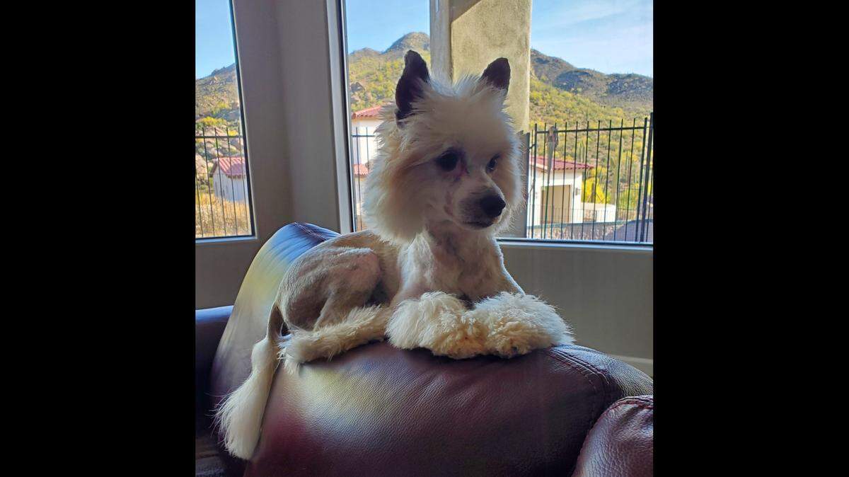 Tommy found his forever home at 9 months old. He’s now 5 and loves playing with his sister, Sophie.