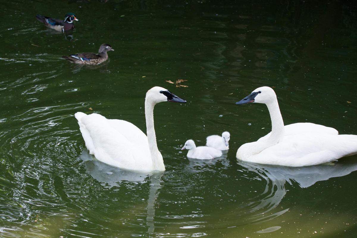 While bird divorces sometimes happen in the wild, trumpeter swans Charlie and Marilyn are going strong after more than 4 years together.