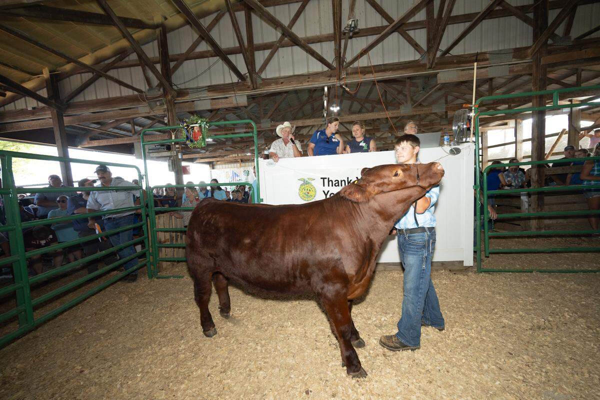 Auctioneers auction off Emma Schultheis’s cow at the Monroe County Fair in Waterloo. The 14-year-old was killed by a gunshot Monday.