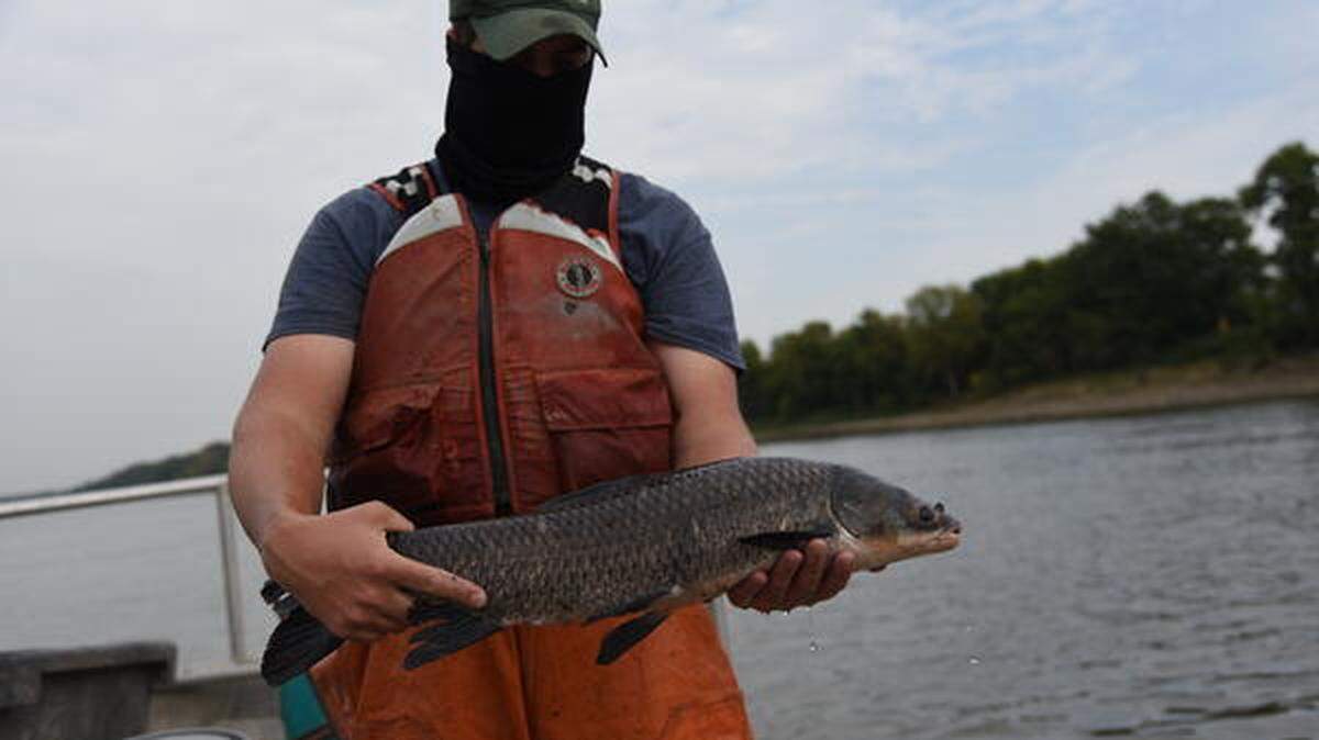 A black carp, collected by U.S. Geological Survey scientists from the Mississippi River, is displayed in this file photo.