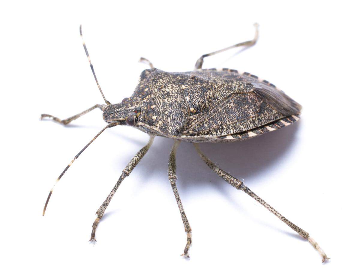 A side view of a brown marmorated stink bug against a white background