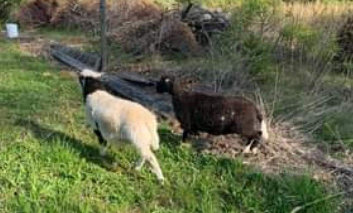The owner of two hair sheep that went missing in the Belleville area about two weeks ago posted this photo on the Metro East Crime Facebook page.