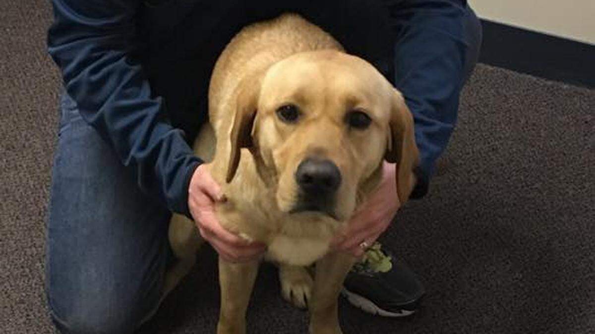 Sadie will take over as the Belleville Fire Department's accelerant detection dog once she finishes her training in New Hampshire.
