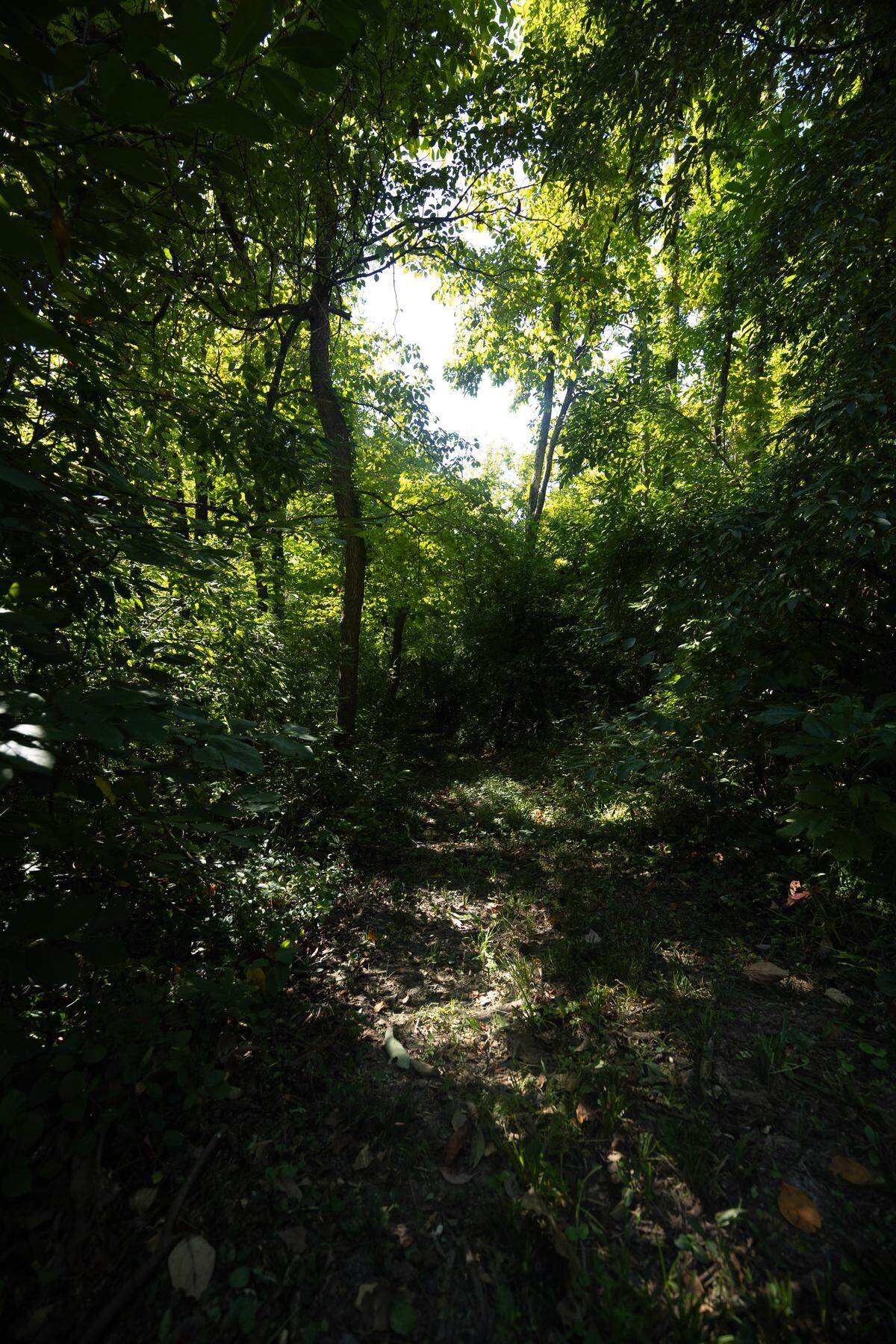 A path through the woods provides an excellent opportunity for ATV and hunting enthusiasts at all times of year.