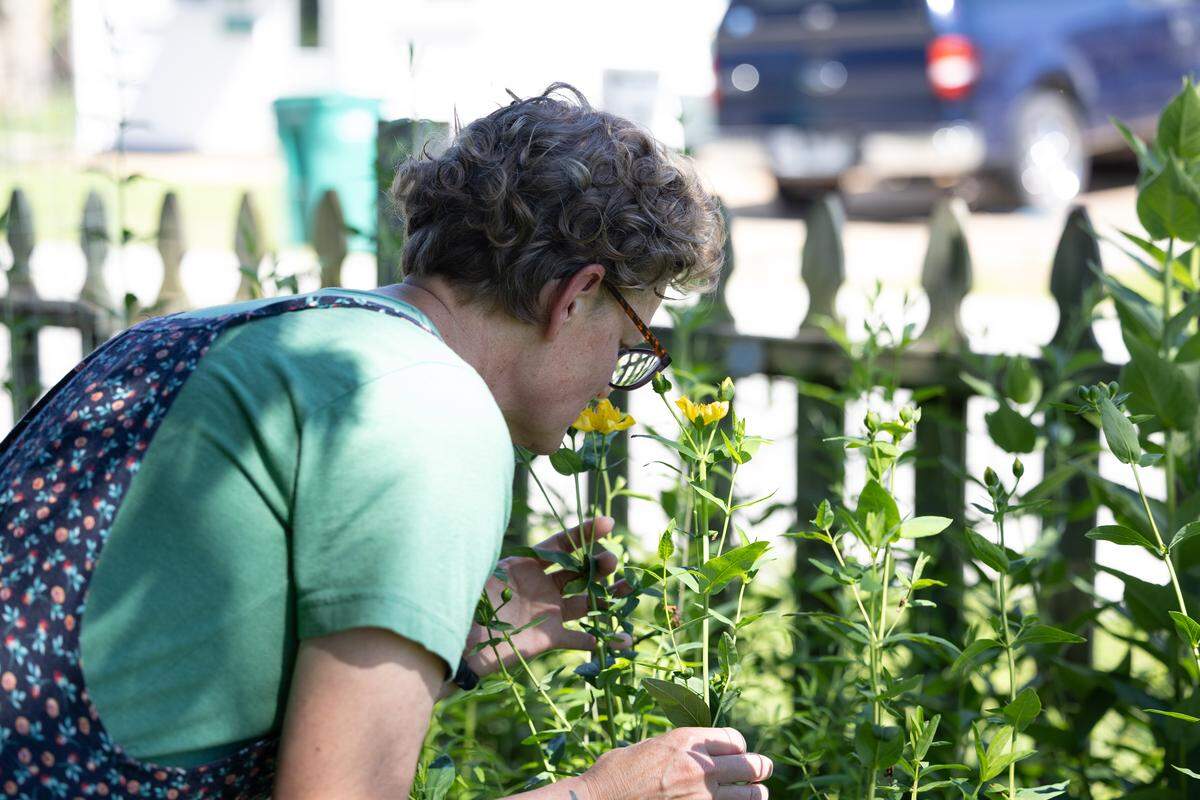 Laura Schaefer grasps a St. John’s wort plant inside of her Millstadt, Ill. garden on June 3, 2026. As a result of her cancer, Schaefer says she can no longer smell the characteristic aroma of St. John’s wort, which is said to smell like maple syrup.