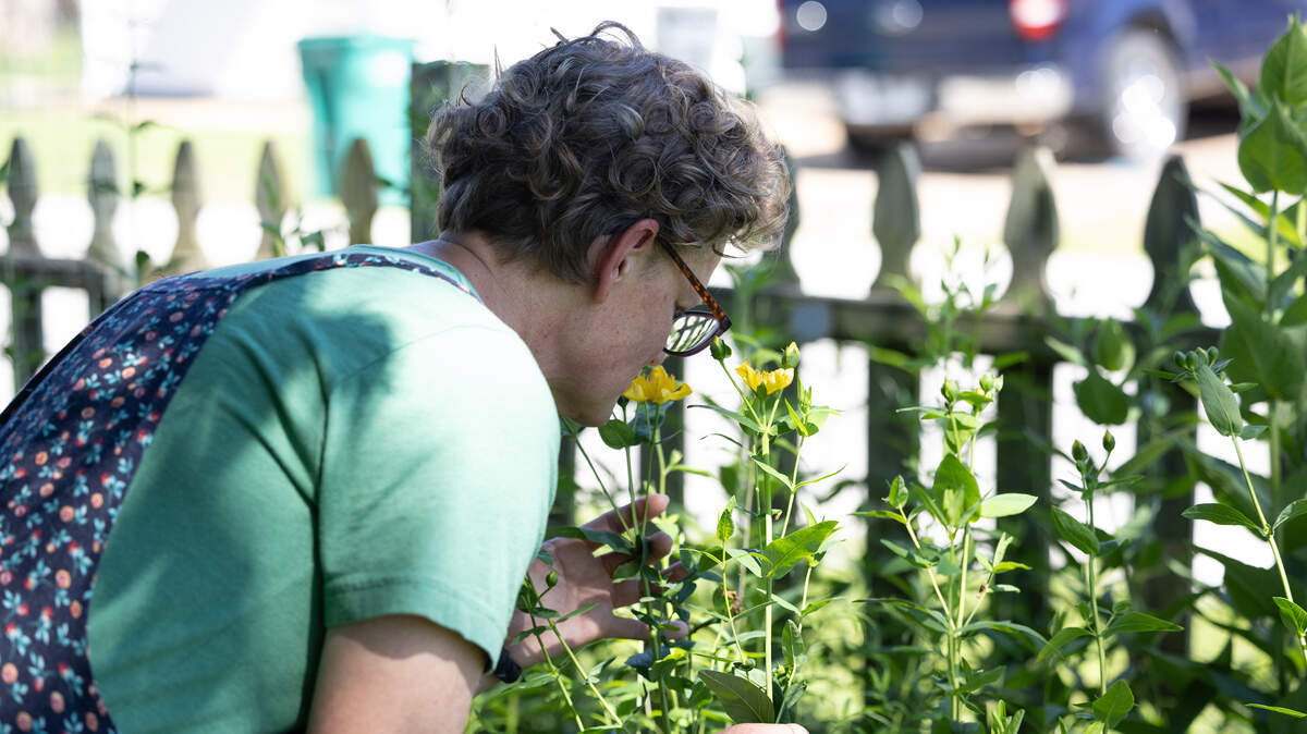 Laura Schaefer grasps a St. John’s wort plant inside of her Millstadt, Ill. garden on June 3, 2026. As a result of her cancer, Schaefer says she can no longer smell the characteristic aroma of St. John’s wort, which is said to smell like maple syrup.