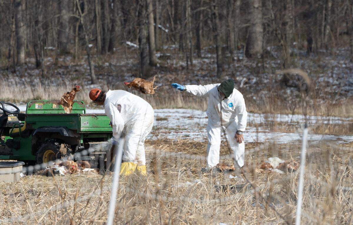 Employees toss deceased chickens into the back of a utility cart in order to toss them in a grave site nearby. The culling and sanitization was required after the owner of the farm, Joel Funk, discovered his chickens had contracted avian influenza.