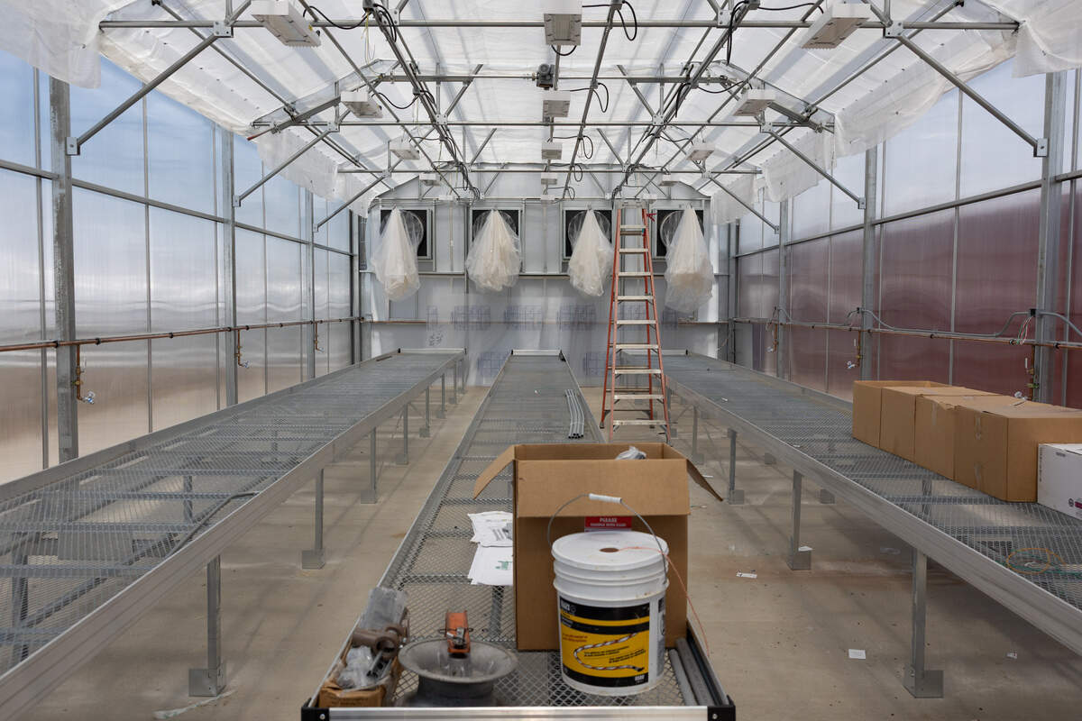 Inside one of the greenhouses located at the new Jackie Joyner-Kersee Food, Agriculture, and Nutrition Innovation Center in East St. Louis.