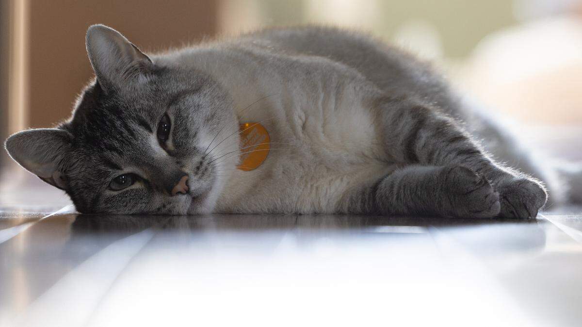Mia Carter Mueller lays exhausted upon the ground after a trying morning of begging for treats and scratching the furniture Oct. 29, 2024. Mia is ineligible to win the BND’s cutest cat contest because she belongs to the BND’s photographer, but here’s how to submit your pet’s photo.