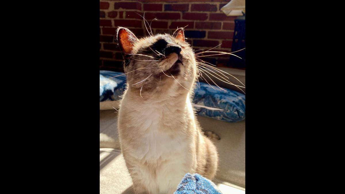 Spritz, the winner of our cutest cat contest, enjoys sunbathing.