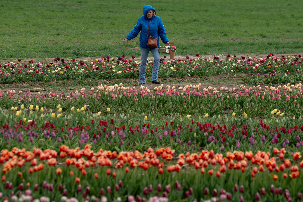 Jean Davis, of St. Peters, Missouri, walks among thousands of flowers at the Eckert’s Farm Tulip Trail on Friday in Belleville.
