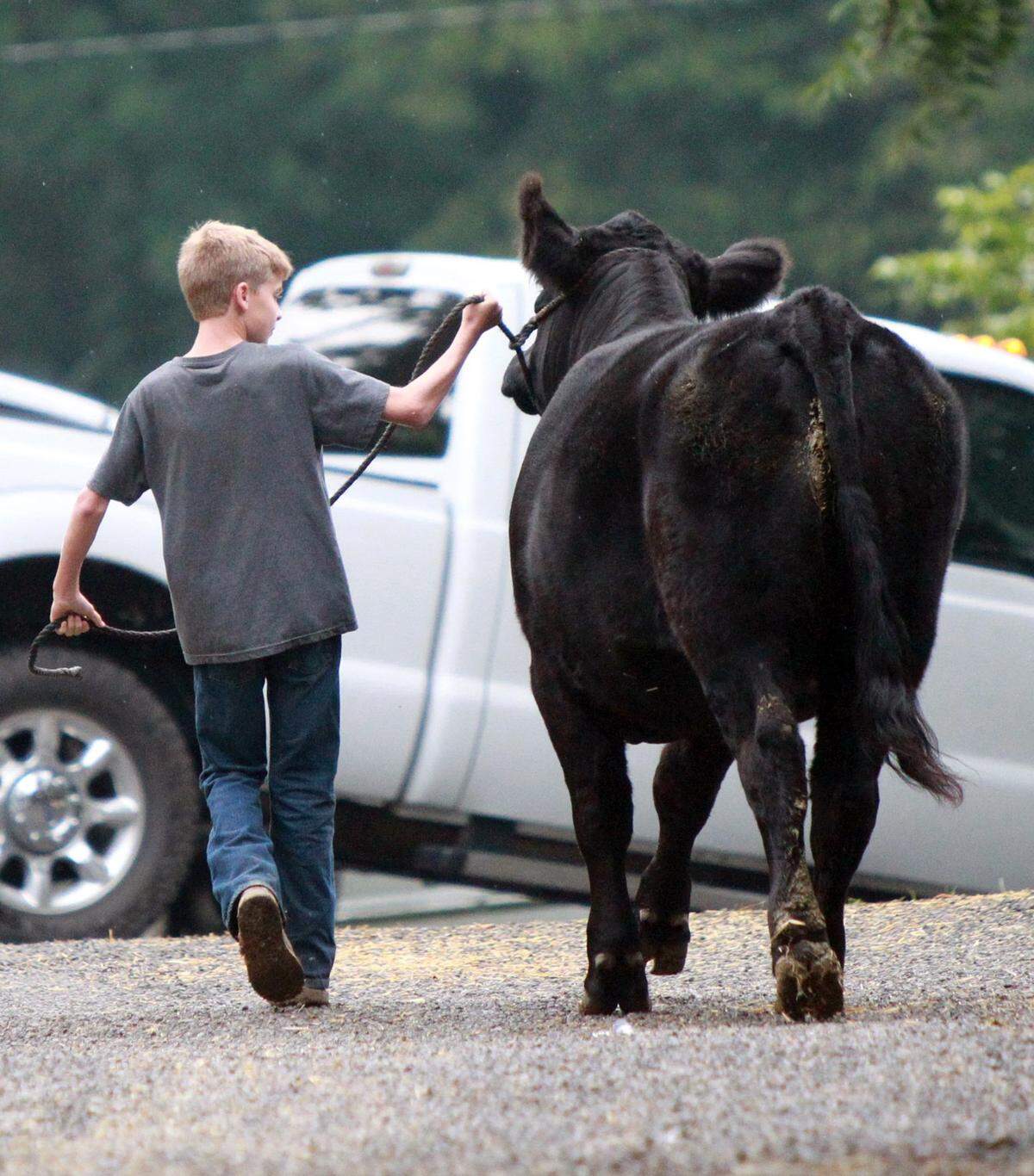 Kaegen Davis of Jerseyville walks his Simmental heifer to the cleaning area at the Madison County Fair in 2018. The 2021 Madison County Fair will received slightly less funding from Highland than they requested. The fair association had requested tourism funds from Highland in the amount of $9,800, but the city council approved $7,500.