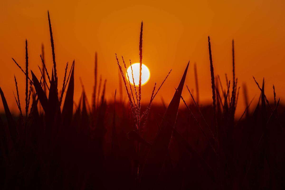 The sun sets on a field of corn on Tuesday, July 19, 2022, in Carbondale, Ill.