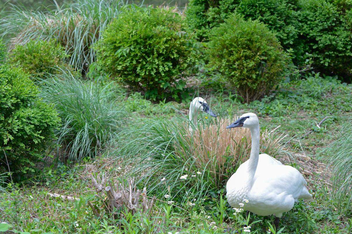 Trumpeter swans Marilyn and Charlie are about 5 years old.