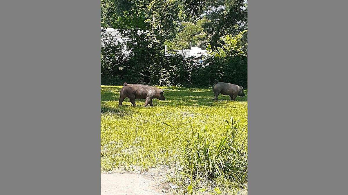 This photo shows two of the three pigs seen roaming in Dupo. The owner of the pigs has rounded up the animals that escaped from a nearby farm.