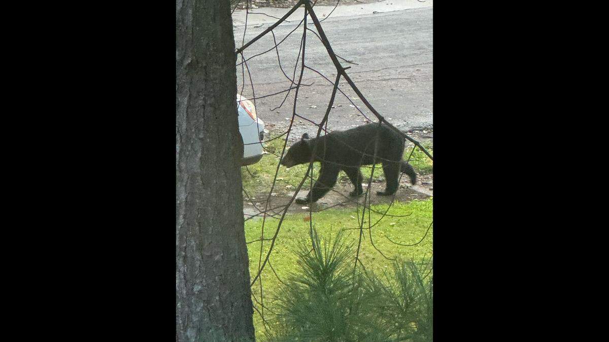 A black bear was photographed by Justin Haile on Granvue Drive off West Main Street on the west side of Belleville at 6:50 a.m. Tuesday, Aug. 6, 2024.