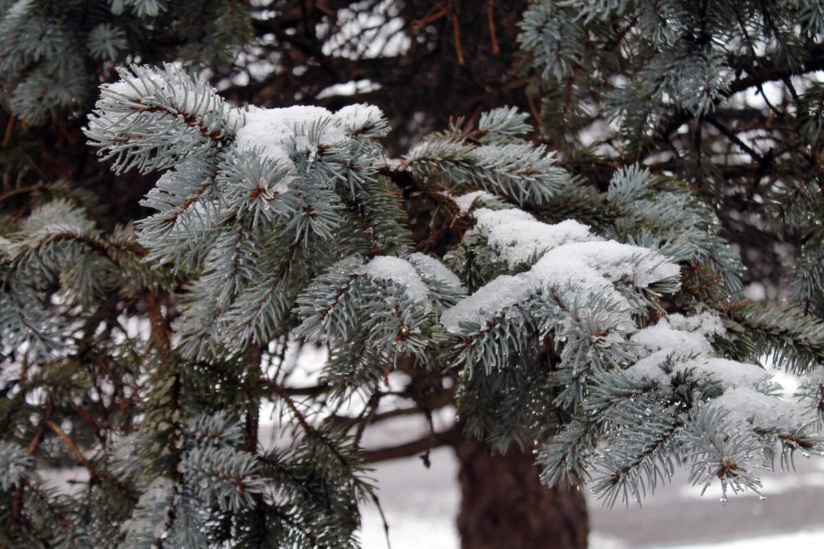 Snow accumulates on tree branches on Saturday, Jan. 15, 2022, in Collinsville.