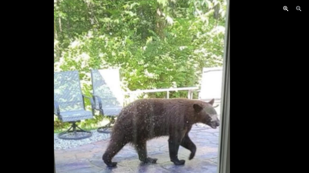 The Monroe County Sheriff’s Department is working with the Illinois Conservation Police and has confirmed the sighting of a large bear in the subdivision of Chantilly Village near Old Baum Church Road in rural Waterloo.