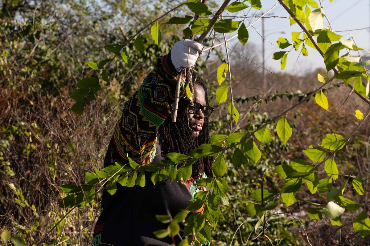 Part of the cleanup also included the removal of invasive plants, such as this bush honeysuckle, at a cleanup in East St. Louis on Nov. 15, 2024.