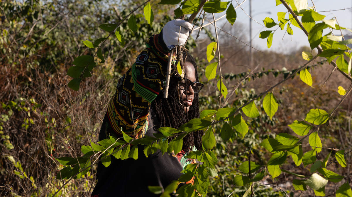 Removal of the invasive plant, bush honeysuckle.