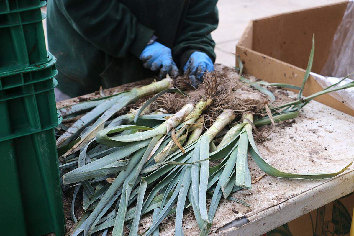 A member of the team at Sola Gratia chops produce freshly harvested at the farm in Urbana.