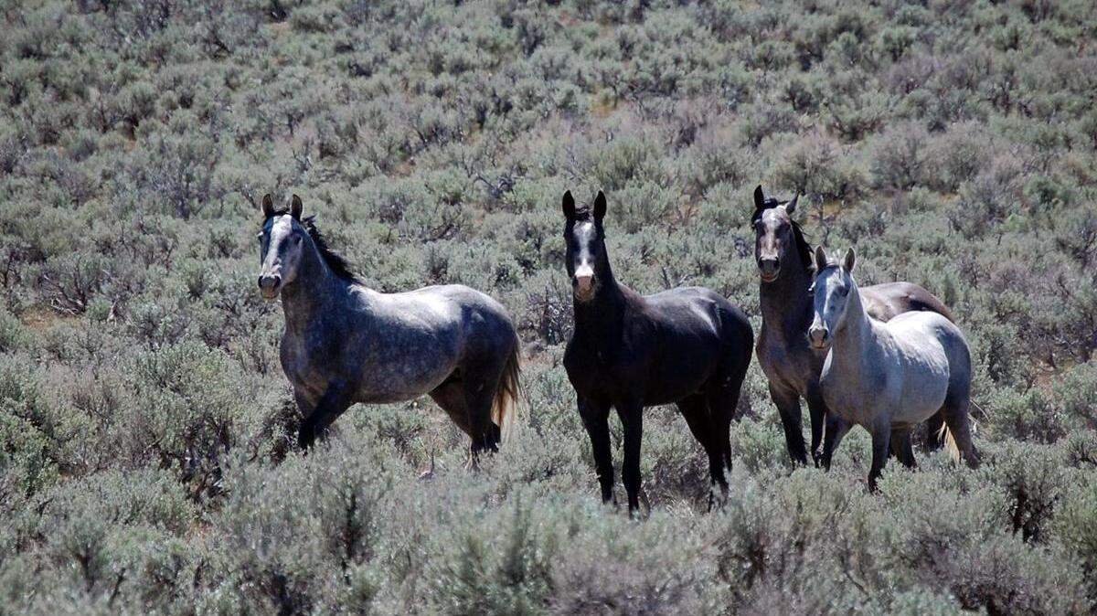Wild horses and burros are overwhelming the western landscape.