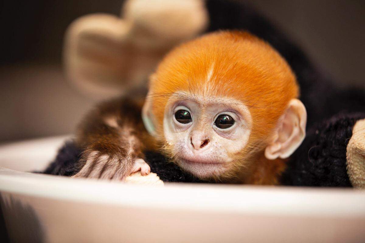The Francois’ langur species is endangered, primarily due to habitat destruction and hunting by humans.