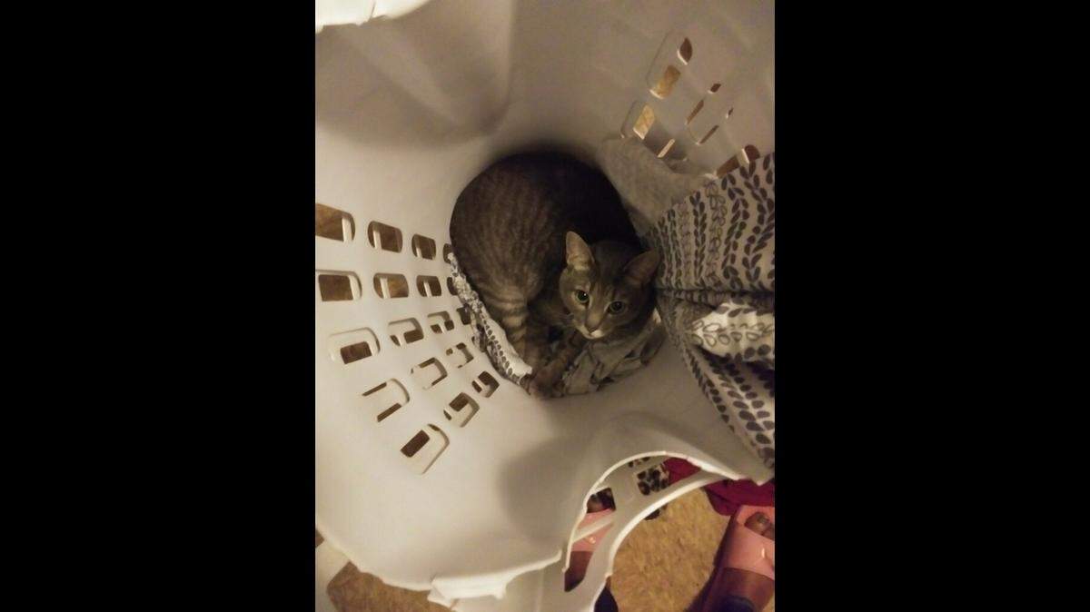 Carli, a cat owned by Kimberly and Jessie Smith, of Cahokia Heights, is back at home, safe and sound.
