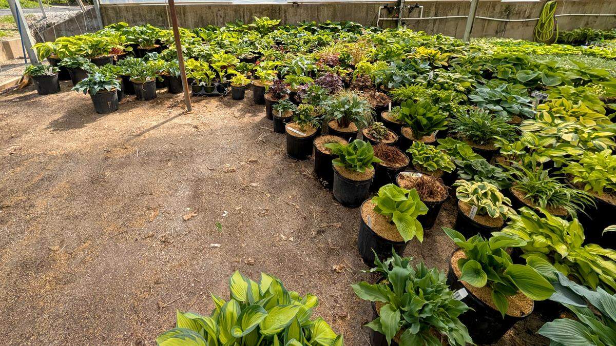 An in-progress greenhouse display garden gives customers a closer look at various plant features like red stems and other unique traits.