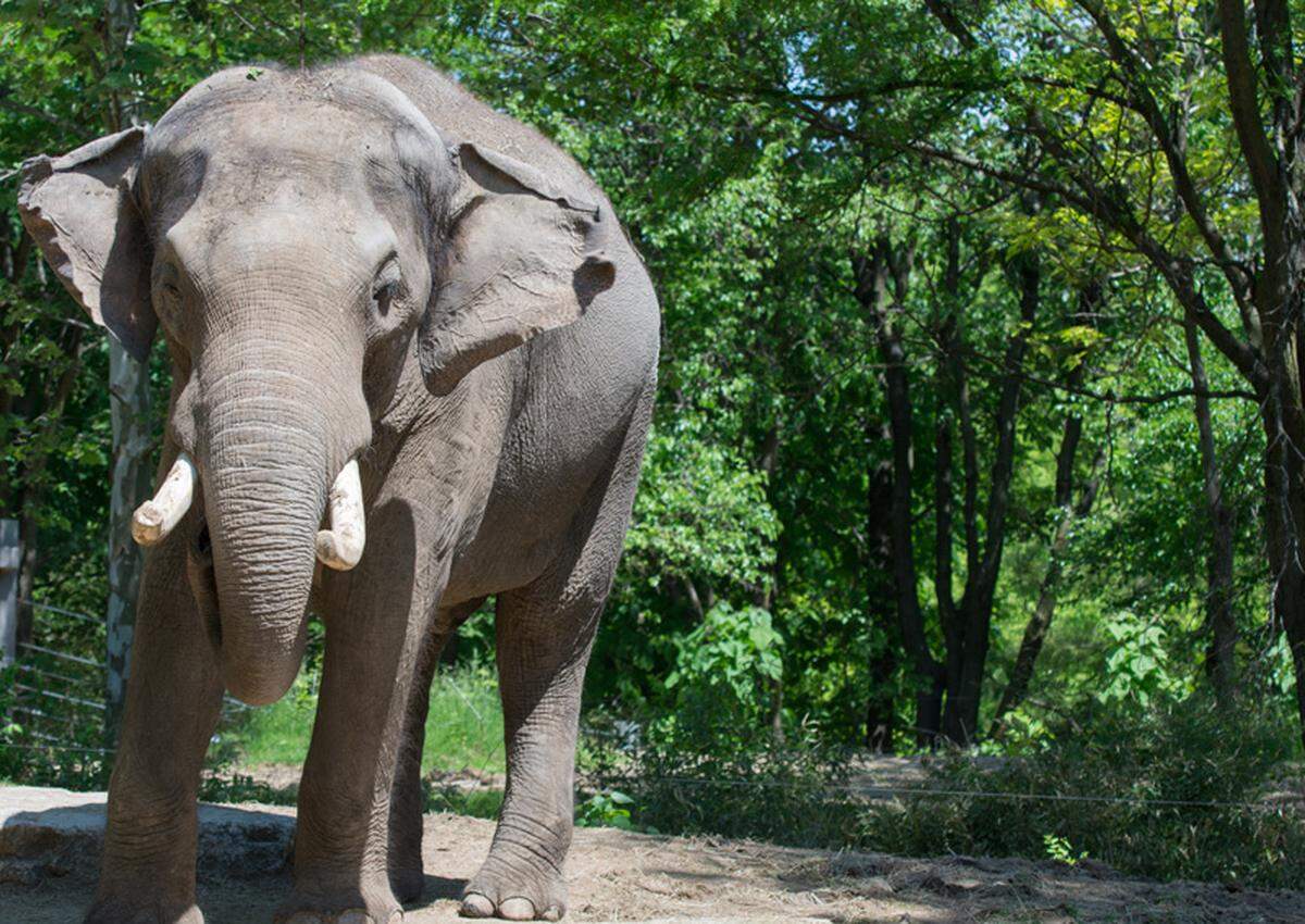 Raja, the Saint Louis Zoo’s Asian bull elephant, celebrates his “golden birthday” Friday, Dec. 27. A golden birthday occurs once in a lifetime when one turns the age of their birth day. This event is free and open to the public. www.stlzoo.org/raja