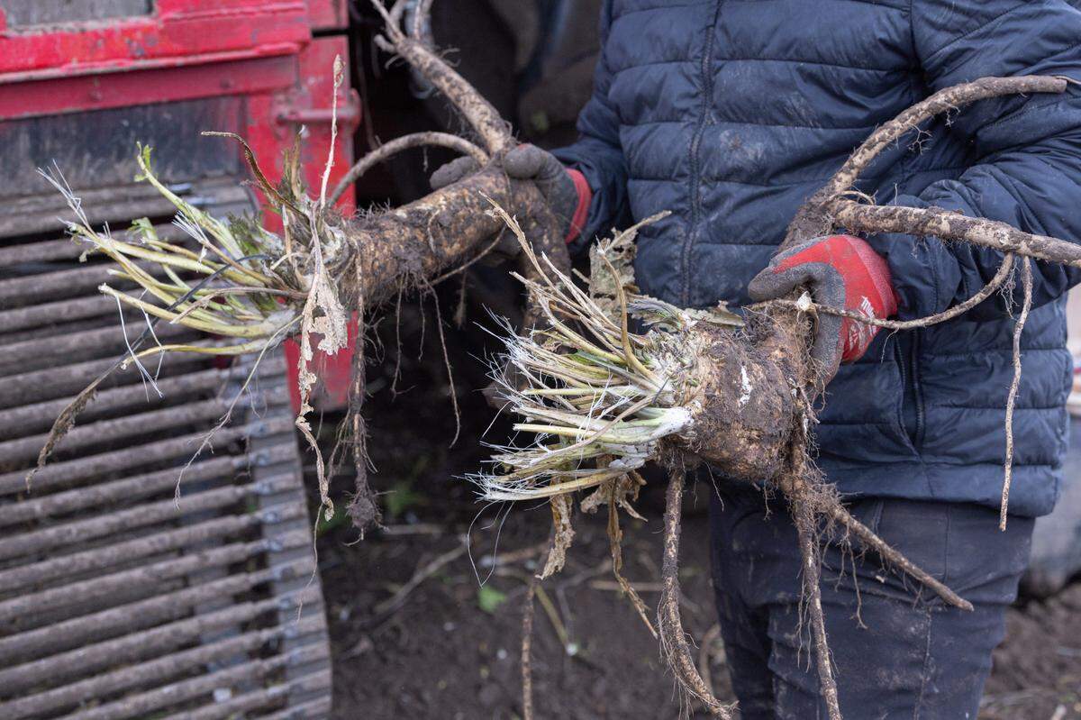 A farm hand holds out two horseradish roots neglected by the harvester. These are likely process grade plants and will eventually find their way into a horseradish or wasabi sauce.