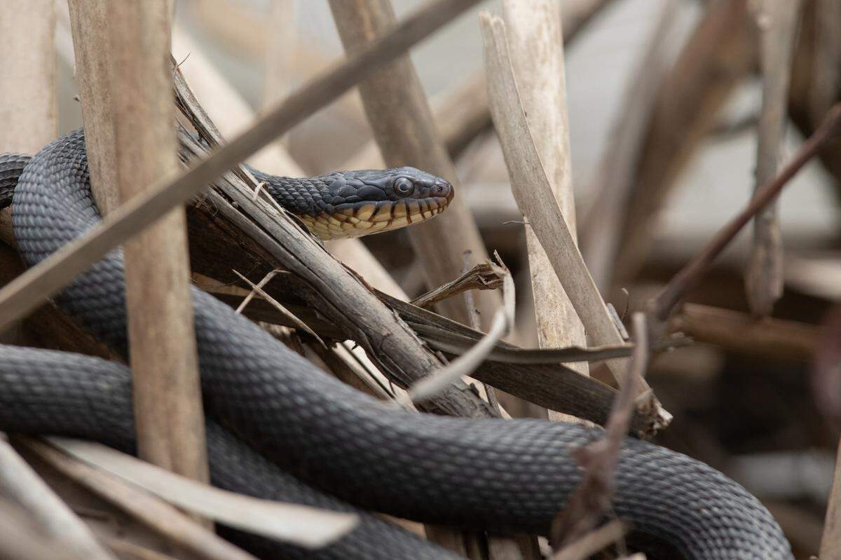 Those with Ophidiophobia beware: at Silver Creek Preserve, many snakes come to roost in the reads and trails.