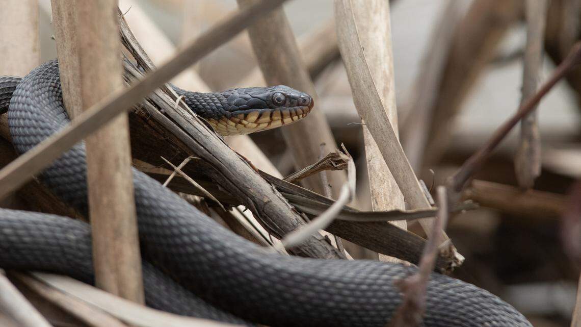 Snakes are attracted to dense brush, loose lumber and rocks that can be typically laying around in one’s yard.