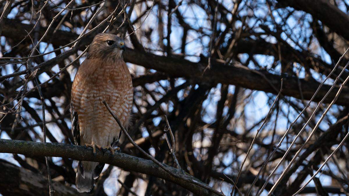 A hawk perches at Fort de Chartres State Historic Site. The low grass and savannah ecosystem surrounding the property provides a great opportunity for the birds to catch some lunch from their perches.