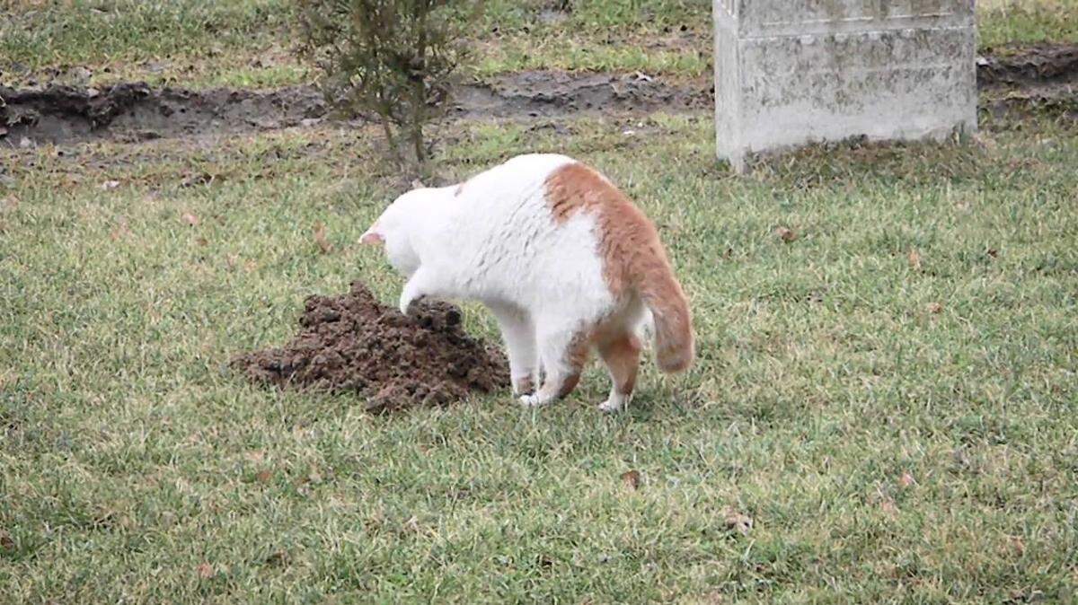 A feral cat hunts on a Metro East Sanitary District levee as part of the district’s now abandoned Barn Cat program in partnership with the Metro East Humane Society. Only one of the 12 feral cats placed on the MESD levee was recovered after the program was abandoned.