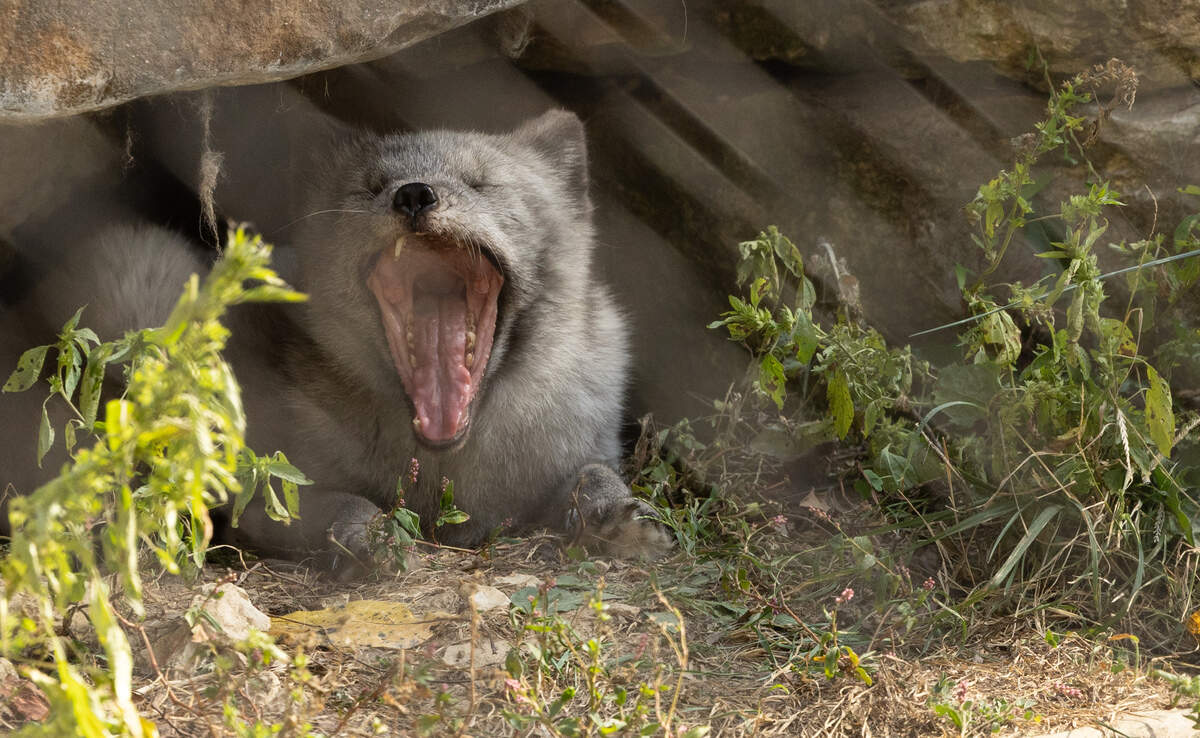 Artie, an Arctic fox, yawns after a nap at the Endangered Wolf Center in Eureka, Mo., Oct. 15, 2025. Artie was formerly a pet and is unique from some of the other species housed at the center.