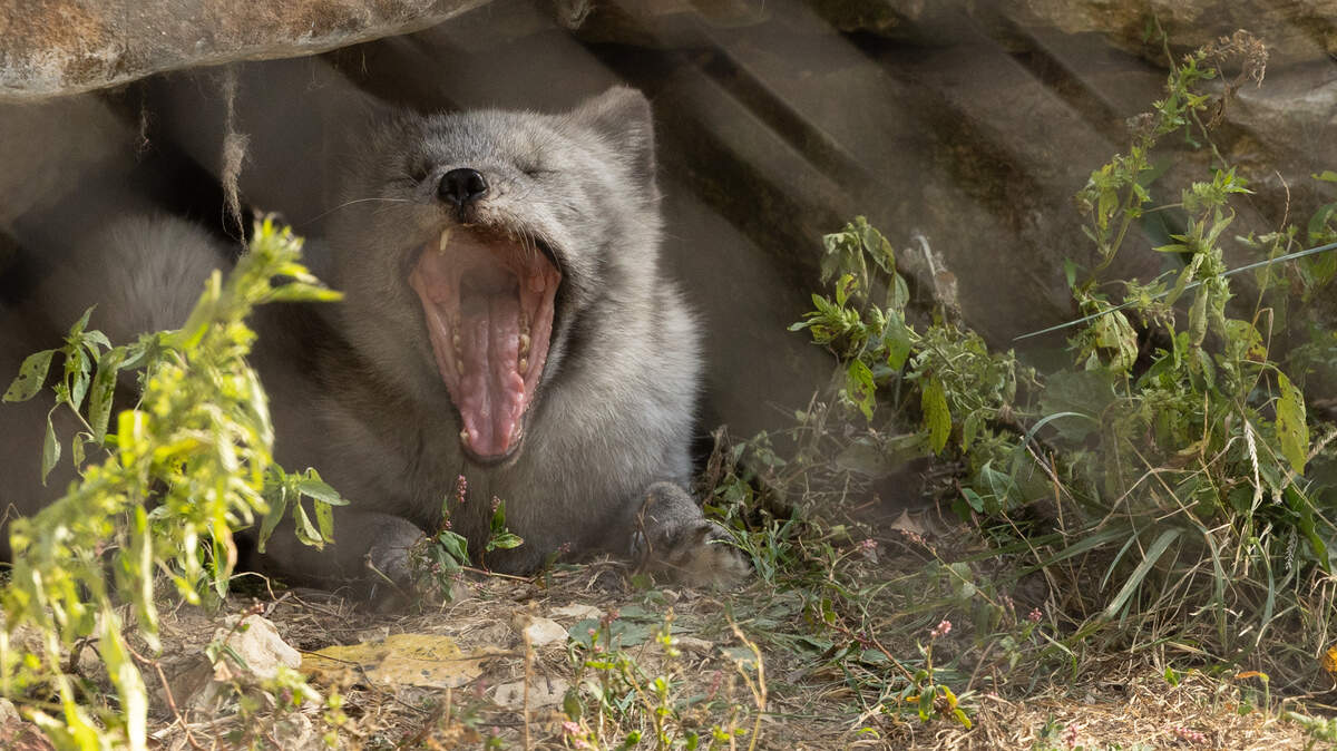 Artie, an Arctic fox, yawns after a nap at the Endangered Wolf Center. Artie was formerly a pet who now lives at a refuge about an hour from Belleville.