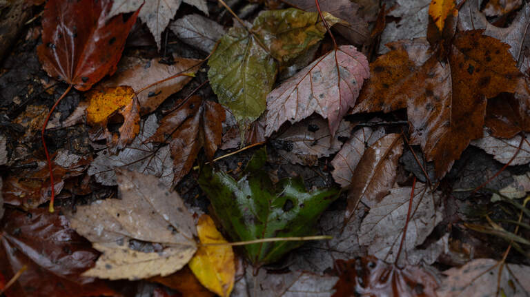 When will fall foliage peak in the metro-east this year? When to leaf peep