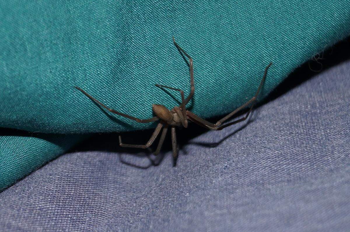 Brown recluse spiders can be attracted to basements with lots of cardboard boxes.