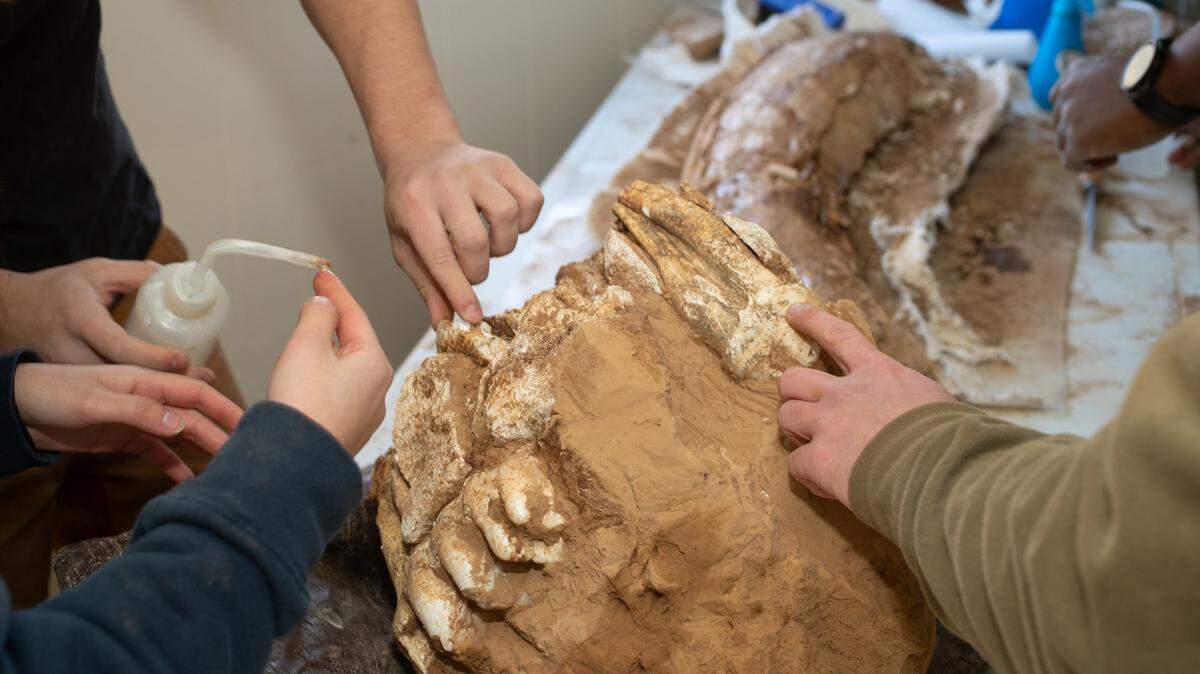 Students at Principia College help clean off residue from an unearthed mastodon fossil on Dec. 5, 2024.
