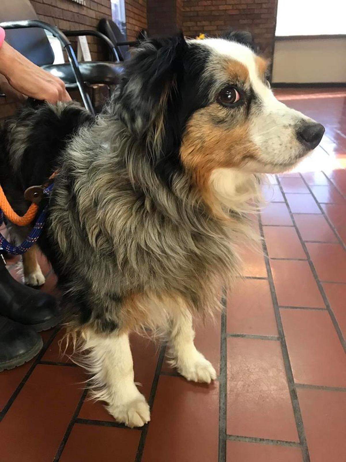 Summer is an emotional support dog for her owner, Andre Wild.