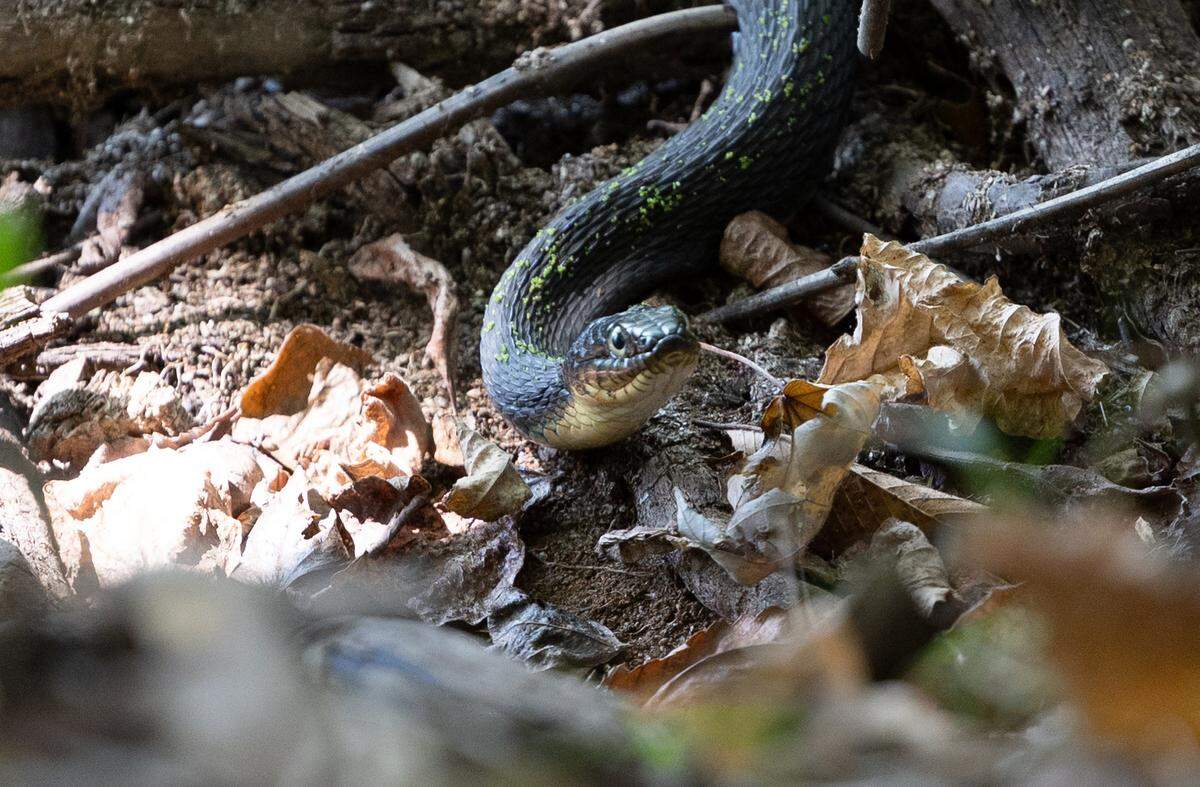 A plain-bellied watersnake slithers alongside a swamp near snake road in Shawnee National Forest Sept. 17, 2025.
